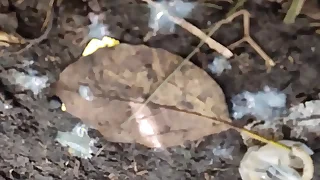 Meti a rola hardly any moleque que gozou feito cavalo - video exclusivo red